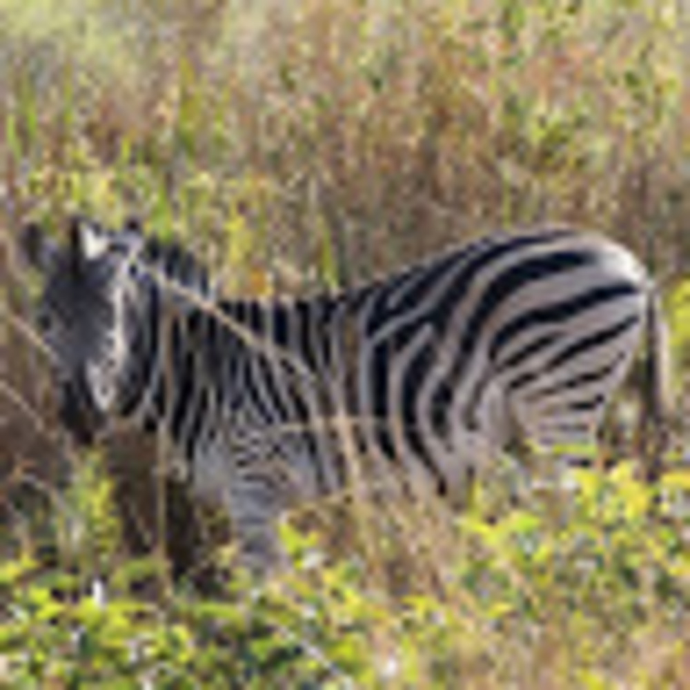 Meet your Posher, Diana